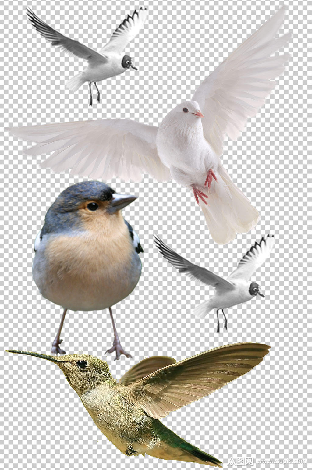 精美彩色鸟类设计元素素材矢量