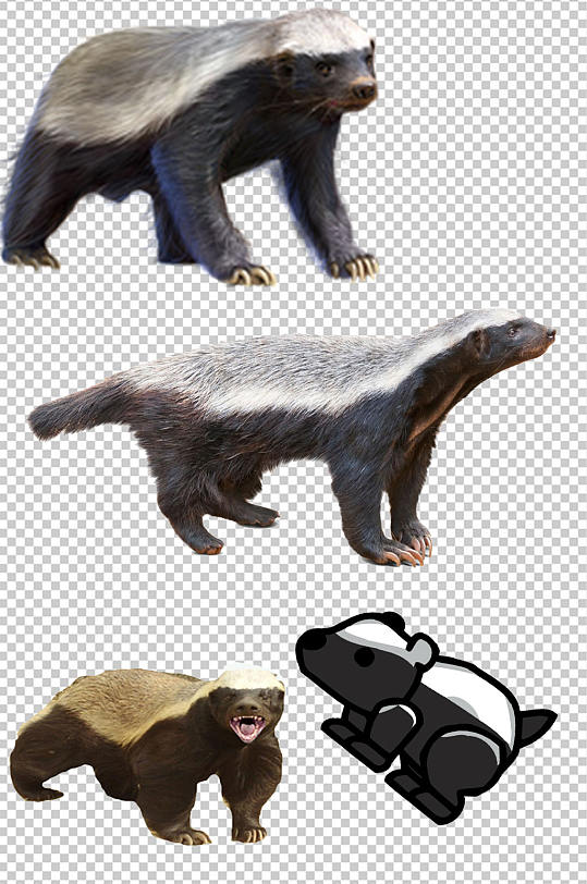 精美彩色动物海豚创意设计素材元