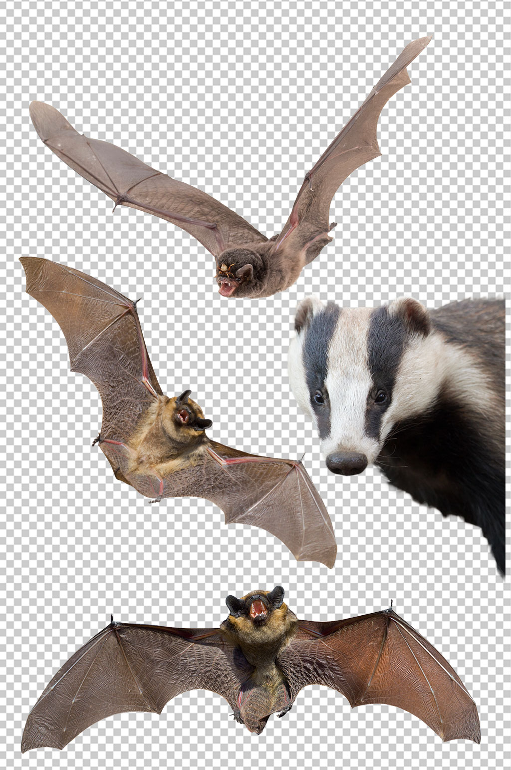 精美彩色蝙蝠设计元素素材矢量