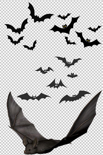 精美彩色蝙蝠设计元素素材矢量