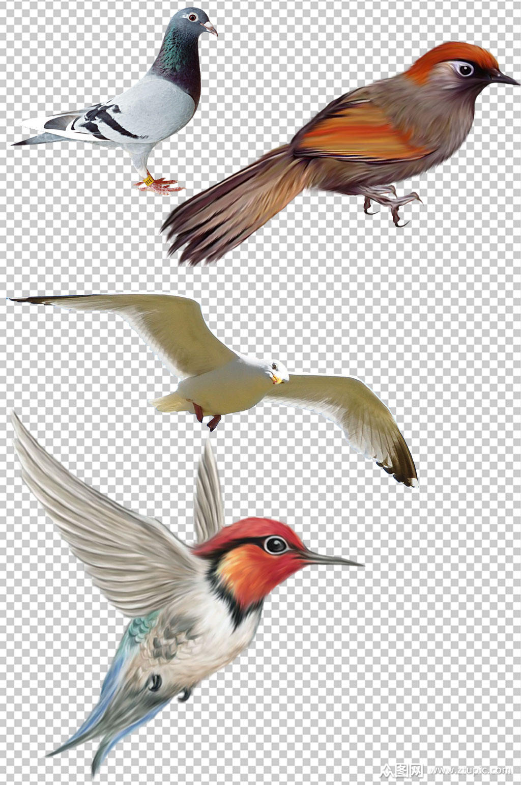 精美彩色鸟类设计元素素材矢量