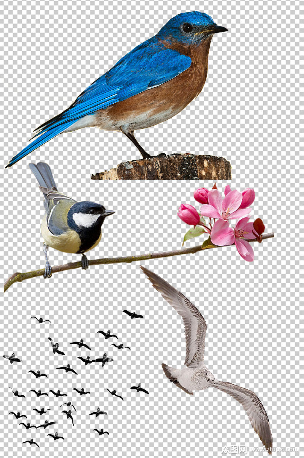 精美彩色鸟类设计元素素材矢量