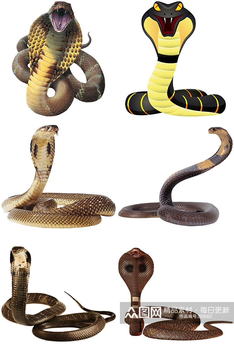 精美时尚彩色动物蛇类设计素材元素矢量素材