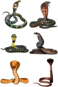 精美时尚彩色动物蛇类设计素材元素矢量