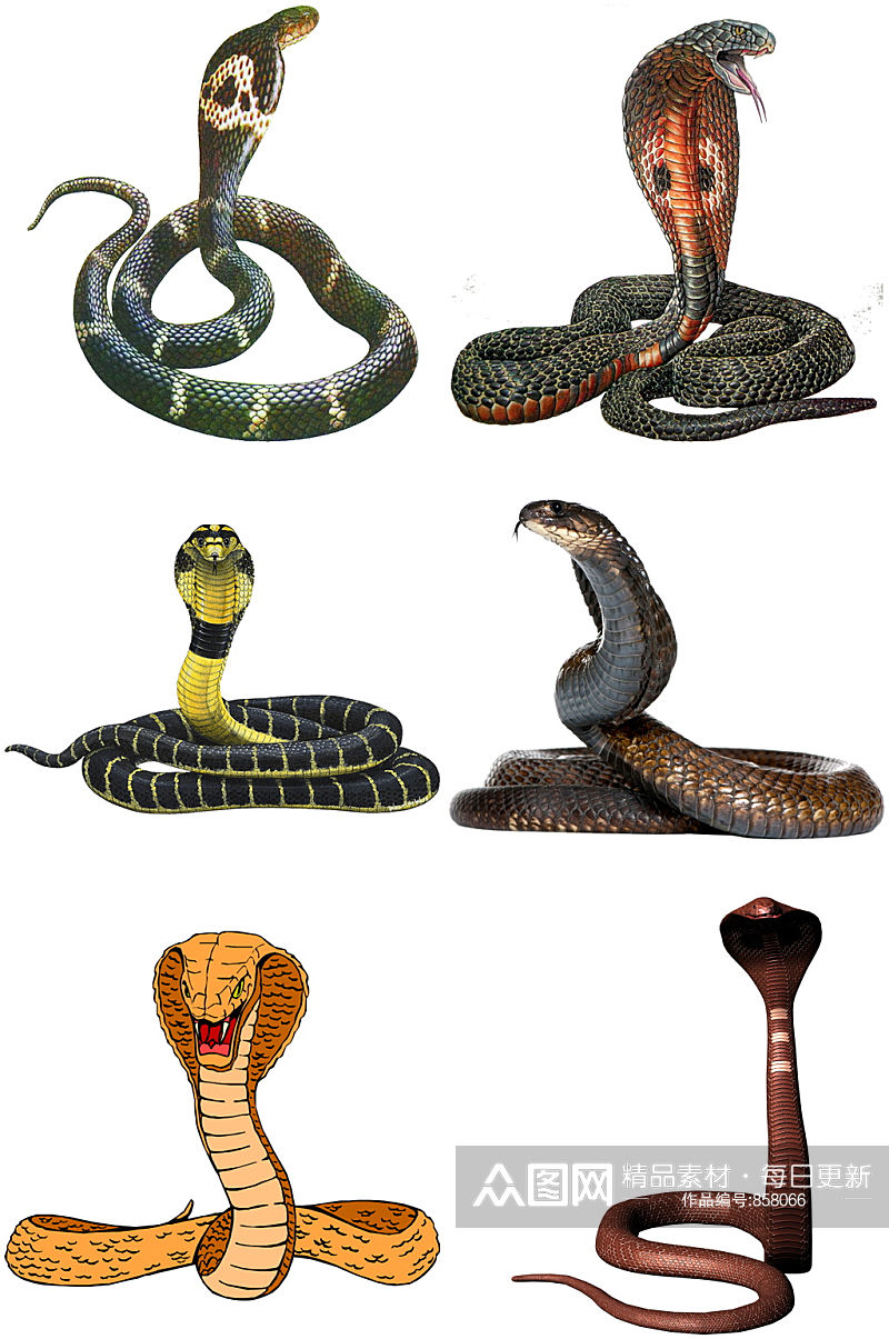 精美时尚彩色动物蛇类设计素材元素矢量素材