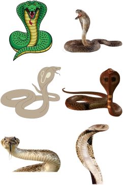 精美时尚彩色动物蛇类设计素材元素矢量
