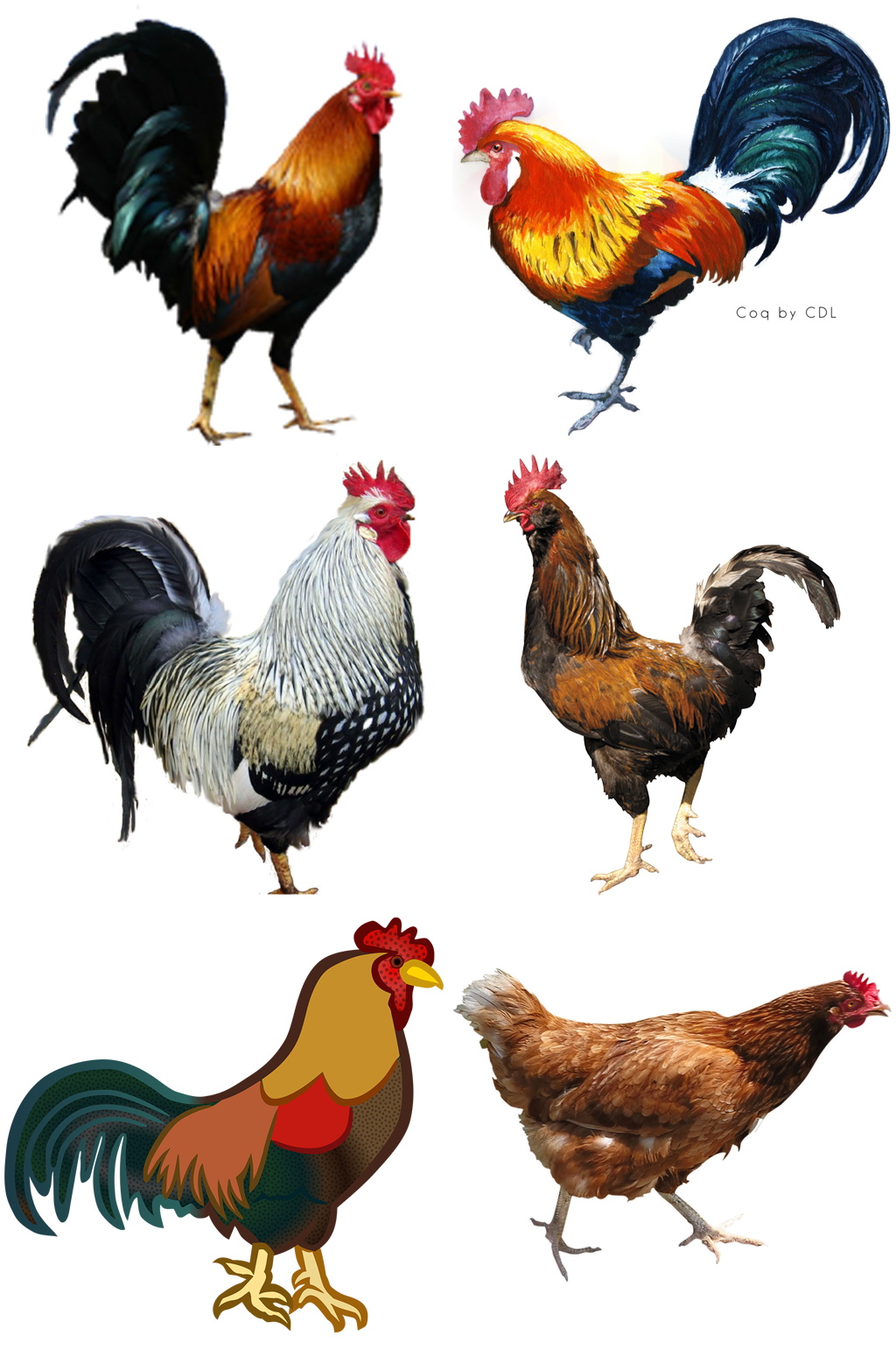 精美时尚彩色动物公鸡设计素材元素矢量