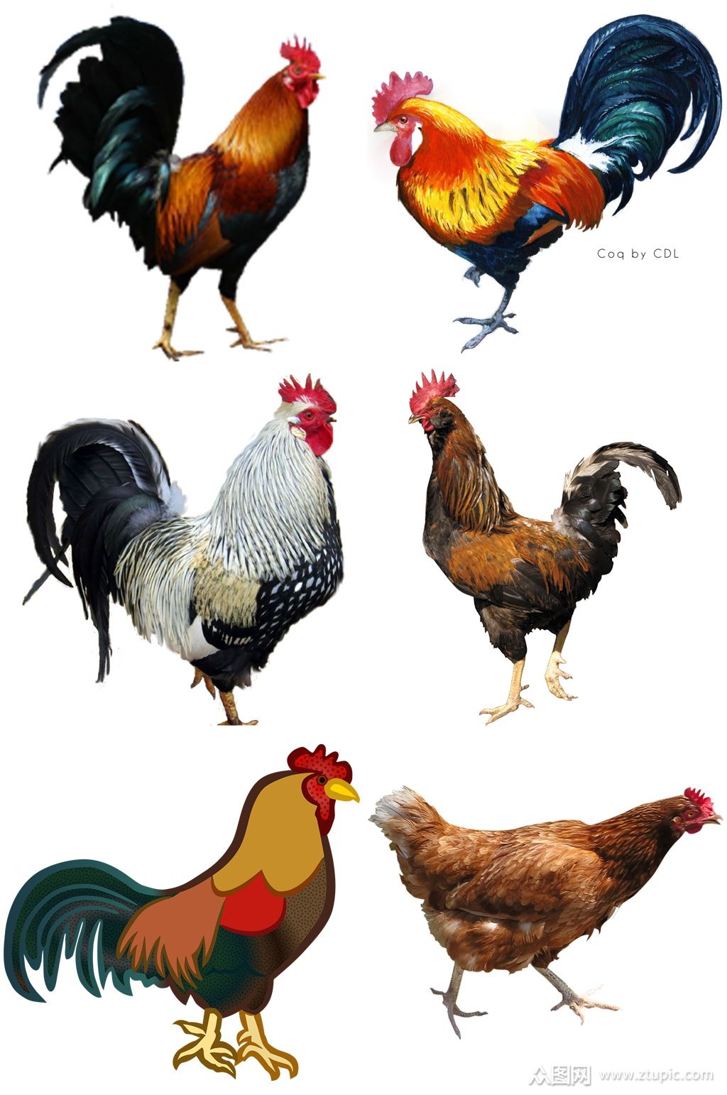 精美时尚彩色动物公鸡设计素材元素矢量