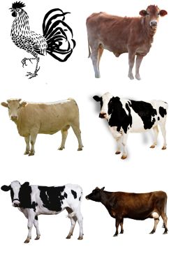 精美时尚彩色动物奶牛设计素材元素矢量