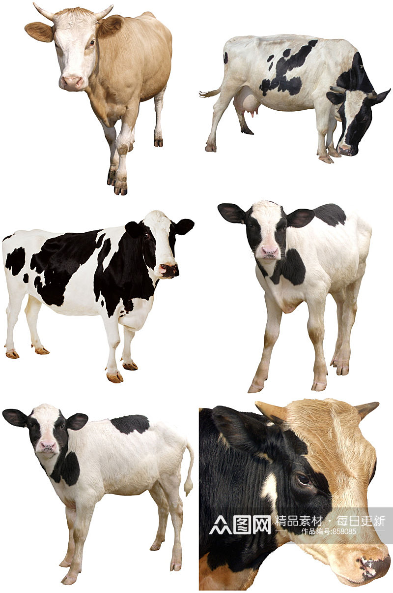 精美时尚彩色动物奶牛设计素材元素矢量素材