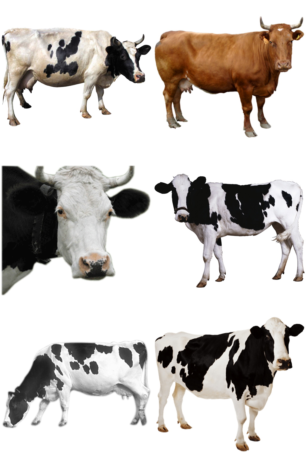 精美时尚彩色动物奶牛设计素材元素矢量