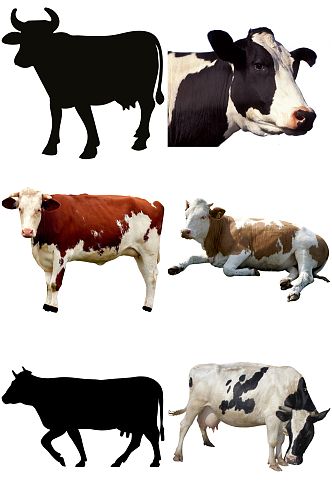 精美时尚彩色动物奶牛设计素材元素矢量