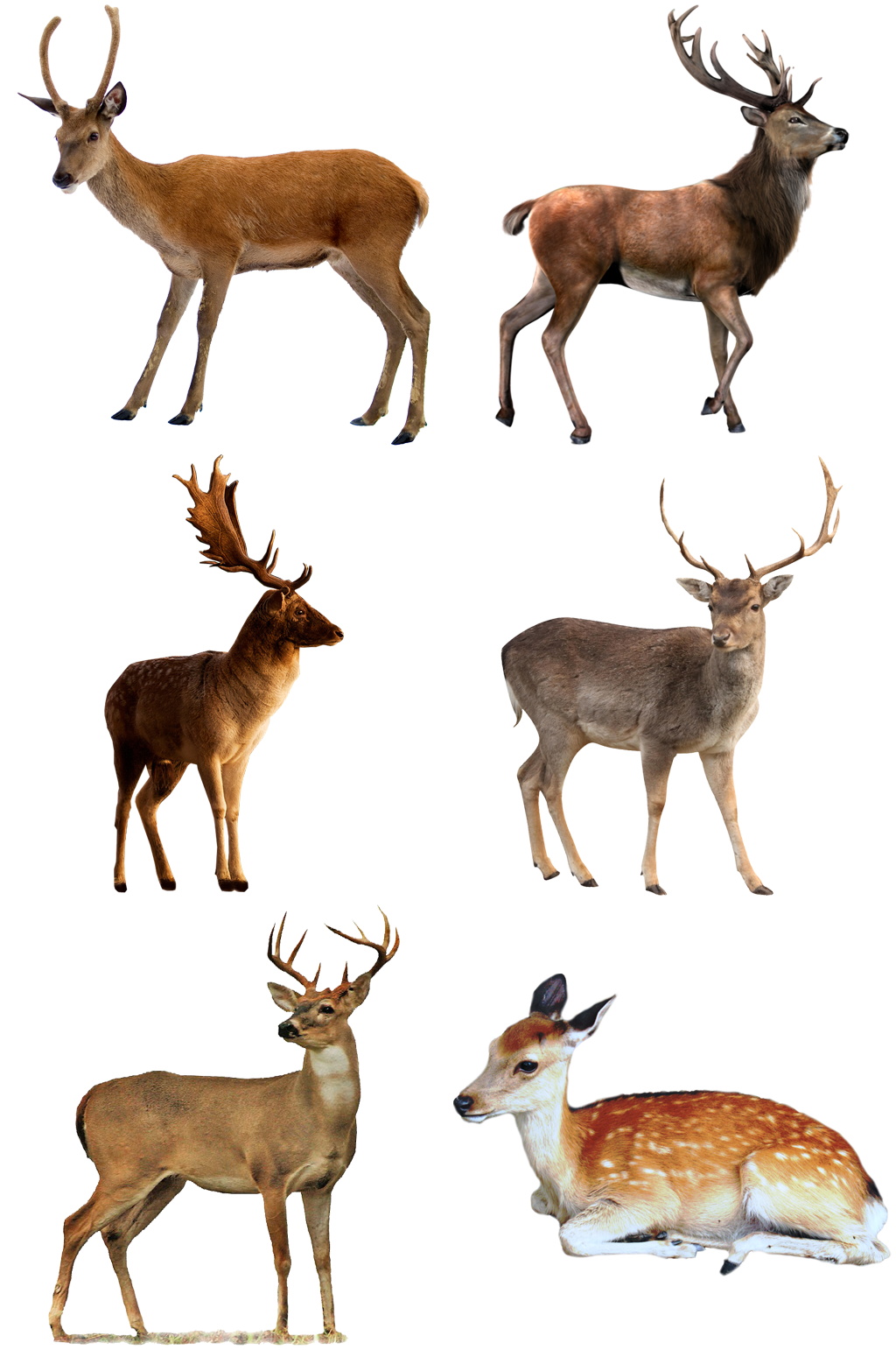 精美时尚彩色动物鹿类设计素材元素矢量