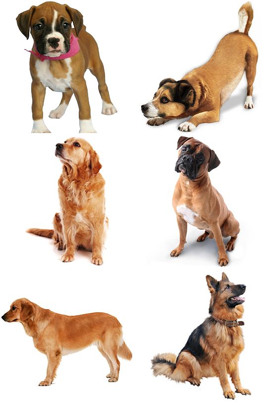 精美时尚彩色动物犬类设计素材元素矢量