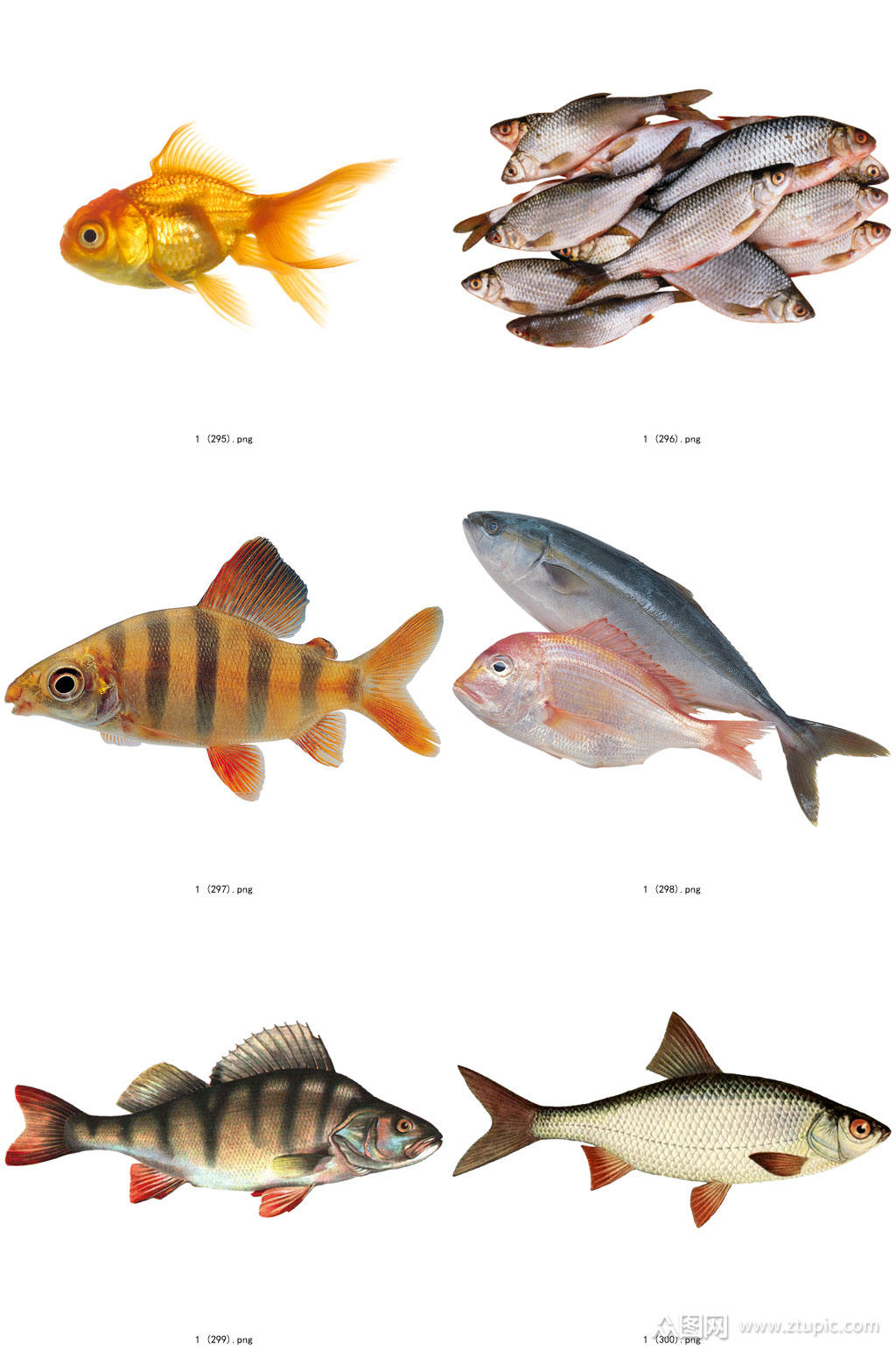 时尚彩色精美鱼类创意设计元素素材