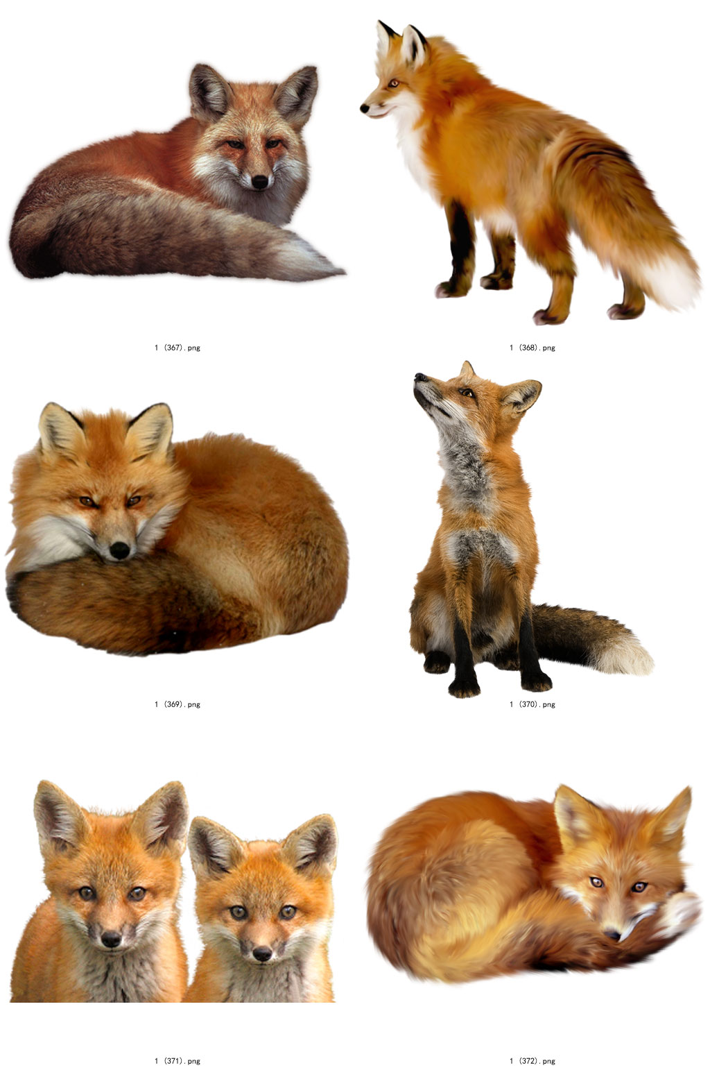 狐狸颜色种类及图片图片