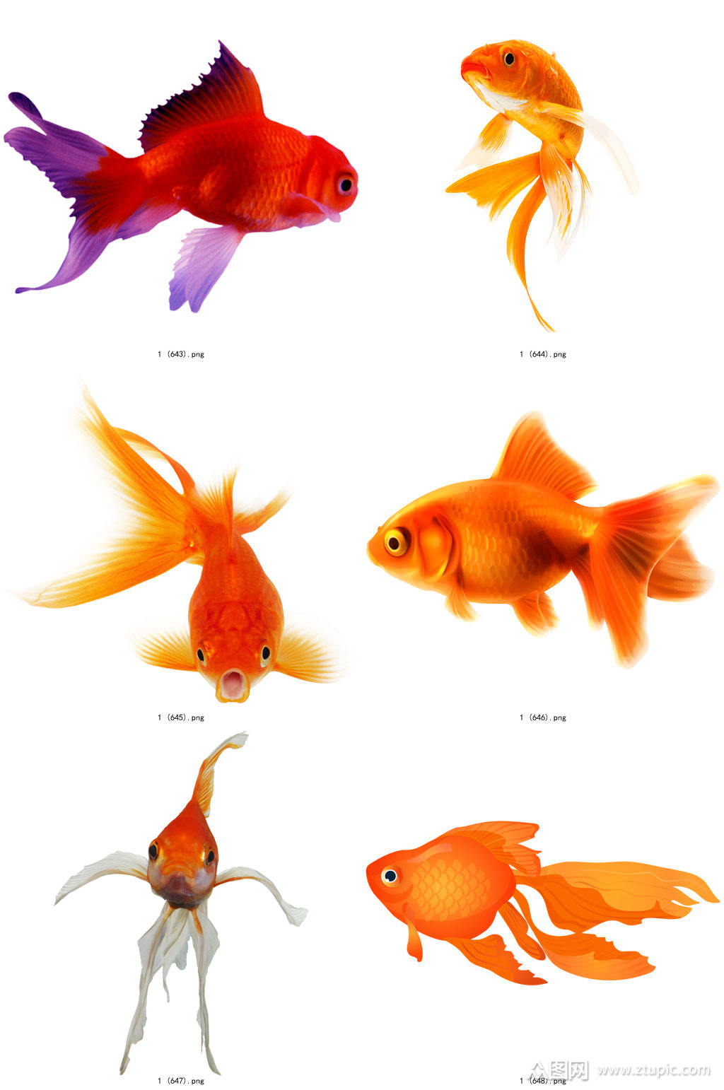 时尚彩色精美金鱼创意设计元素素材=