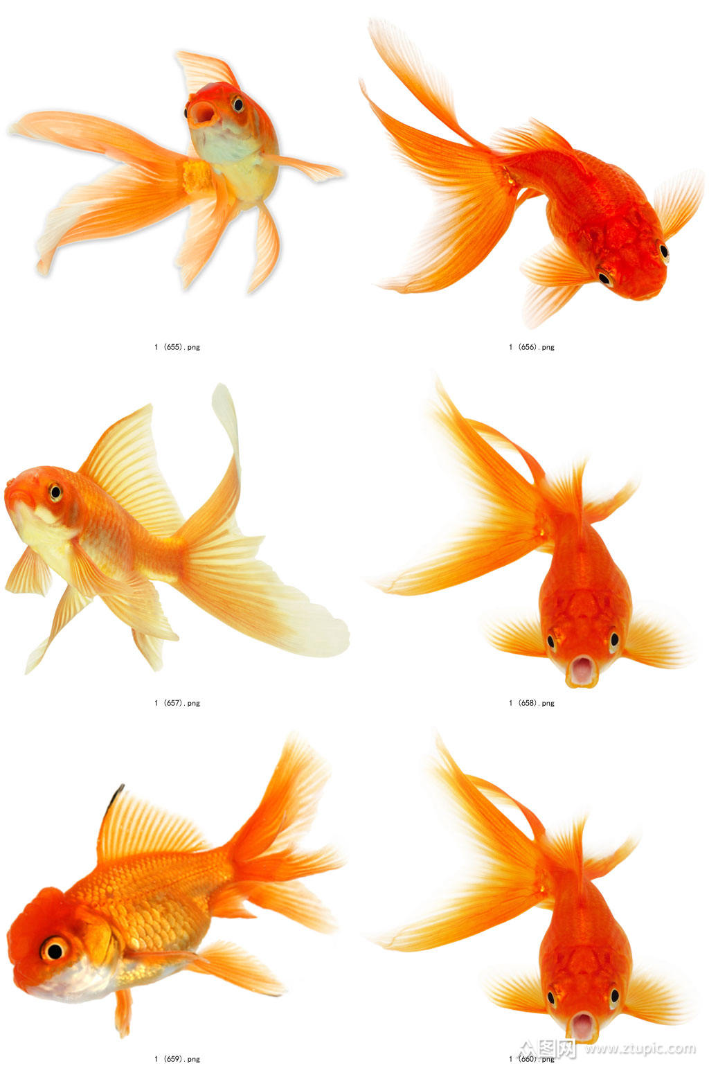 时尚彩色精美金鱼创意设计元素素材