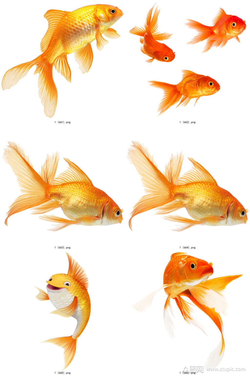 时尚彩色精美金鱼创意设计元素素材