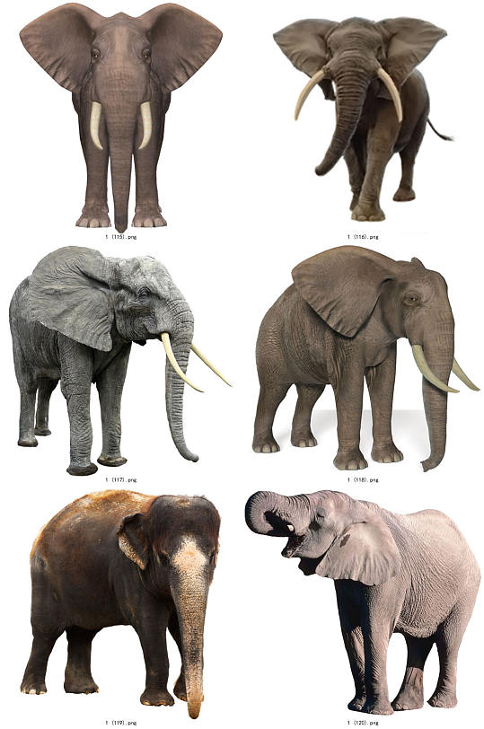 彩色大象图片-彩色大象素材下载-众图网