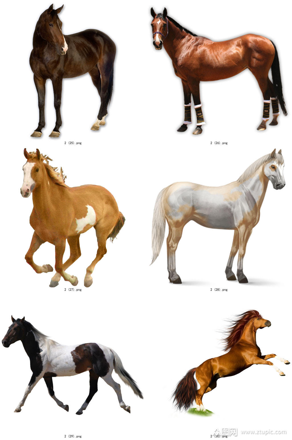 彩色精美动物马创意设计元素素材