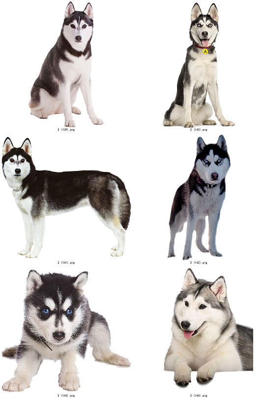 彩色精美动物哈士奇创意设计元素素材