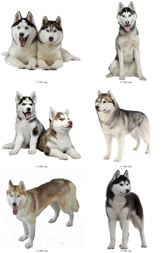 彩色精美动物哈士奇创意设计元素素材