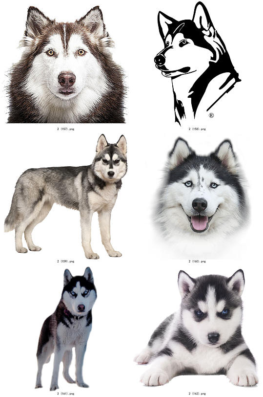 彩色精美动物哈士奇创意设计元素素材