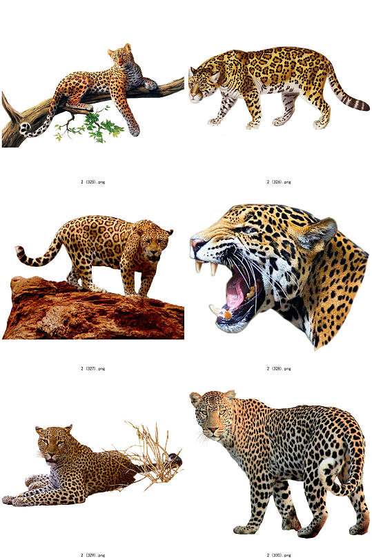 彩色精美动物猎豹创意设计元素素材