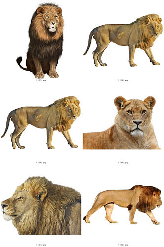 彩色精美动物狮子创意设计元素素材
