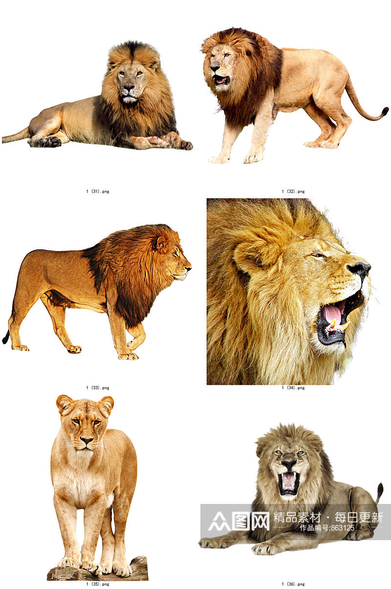 彩色精美动物狮子创意设计元素素材素材