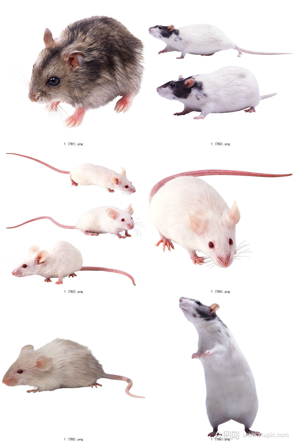 彩色精美动物老鼠创意设计元素素材