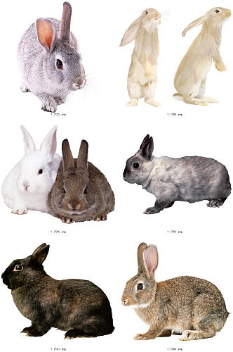 彩色精美动物兔子创意设计元素素材
