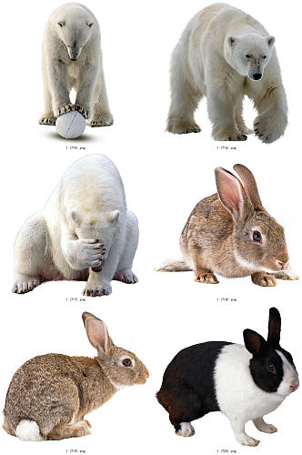 彩色精美动物兔子创意设计元素素材