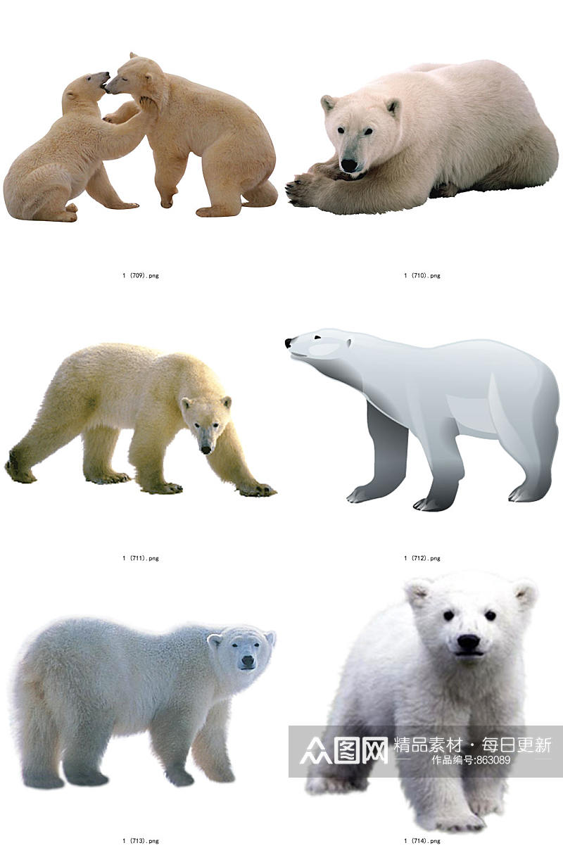 彩色精美动物北极熊创意设计元素素材素材