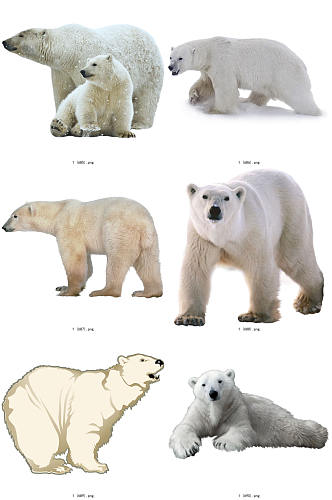 彩色精美动物北极熊创意设计元素素材