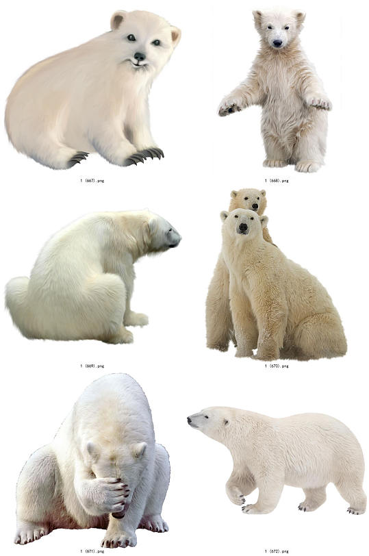 彩色精美动物北极熊创意设计元素素材