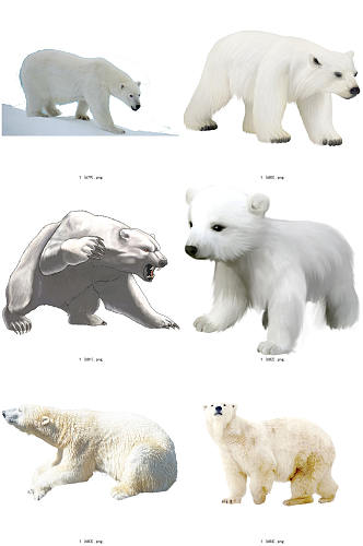 彩色精美动物北极熊创意设计元素素材