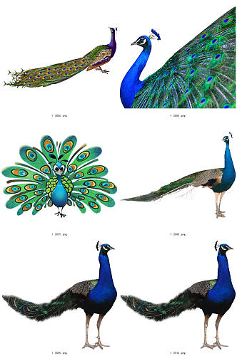 彩色精美动物孔雀创意设计元素素材