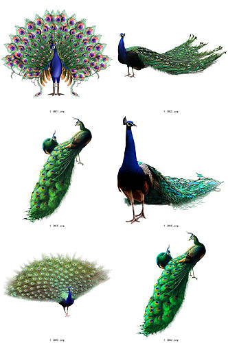 彩色精美动物孔雀创意设计元素素材
