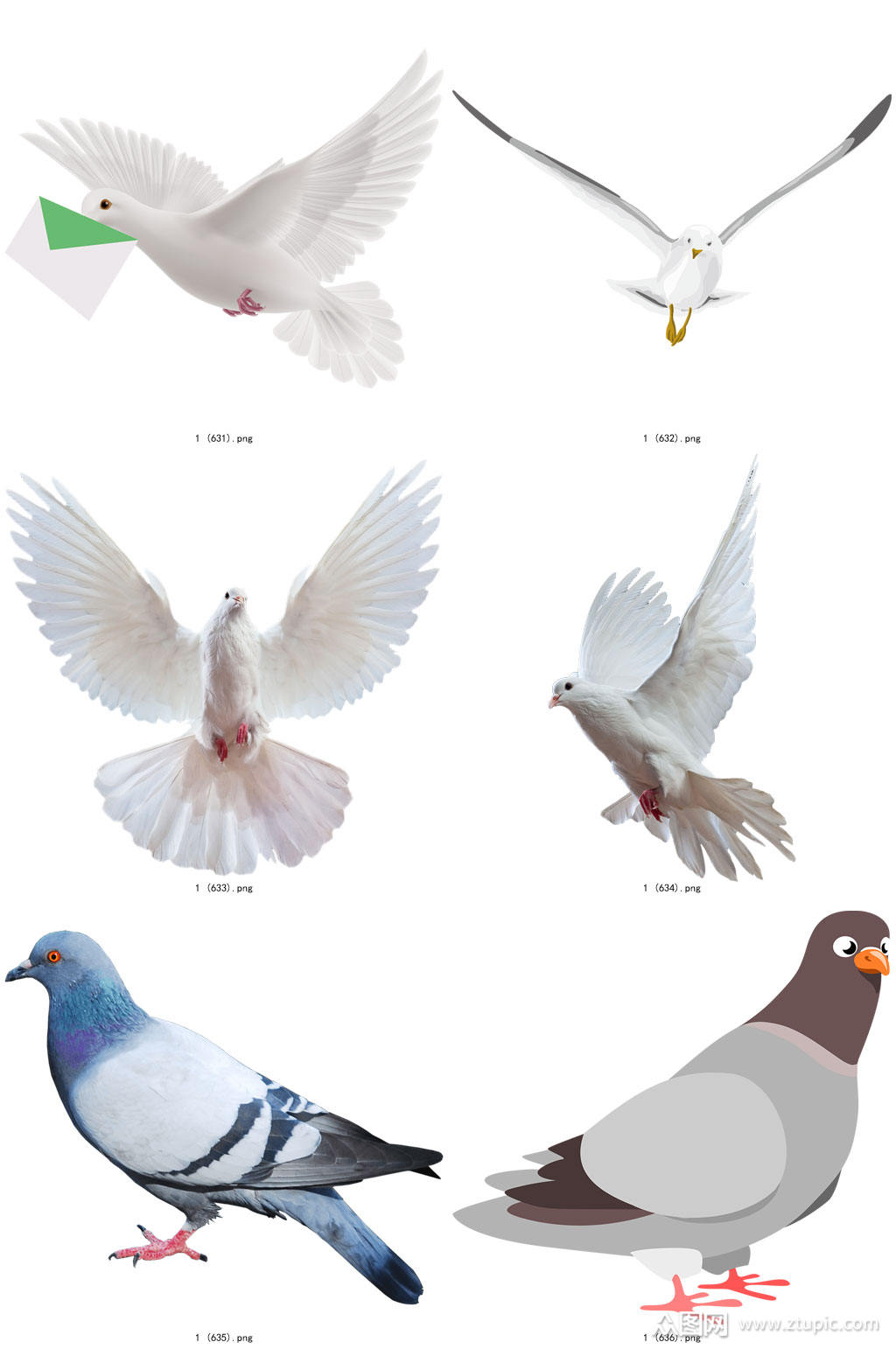 彩色精美动物鸽子创意设计元素素材素材