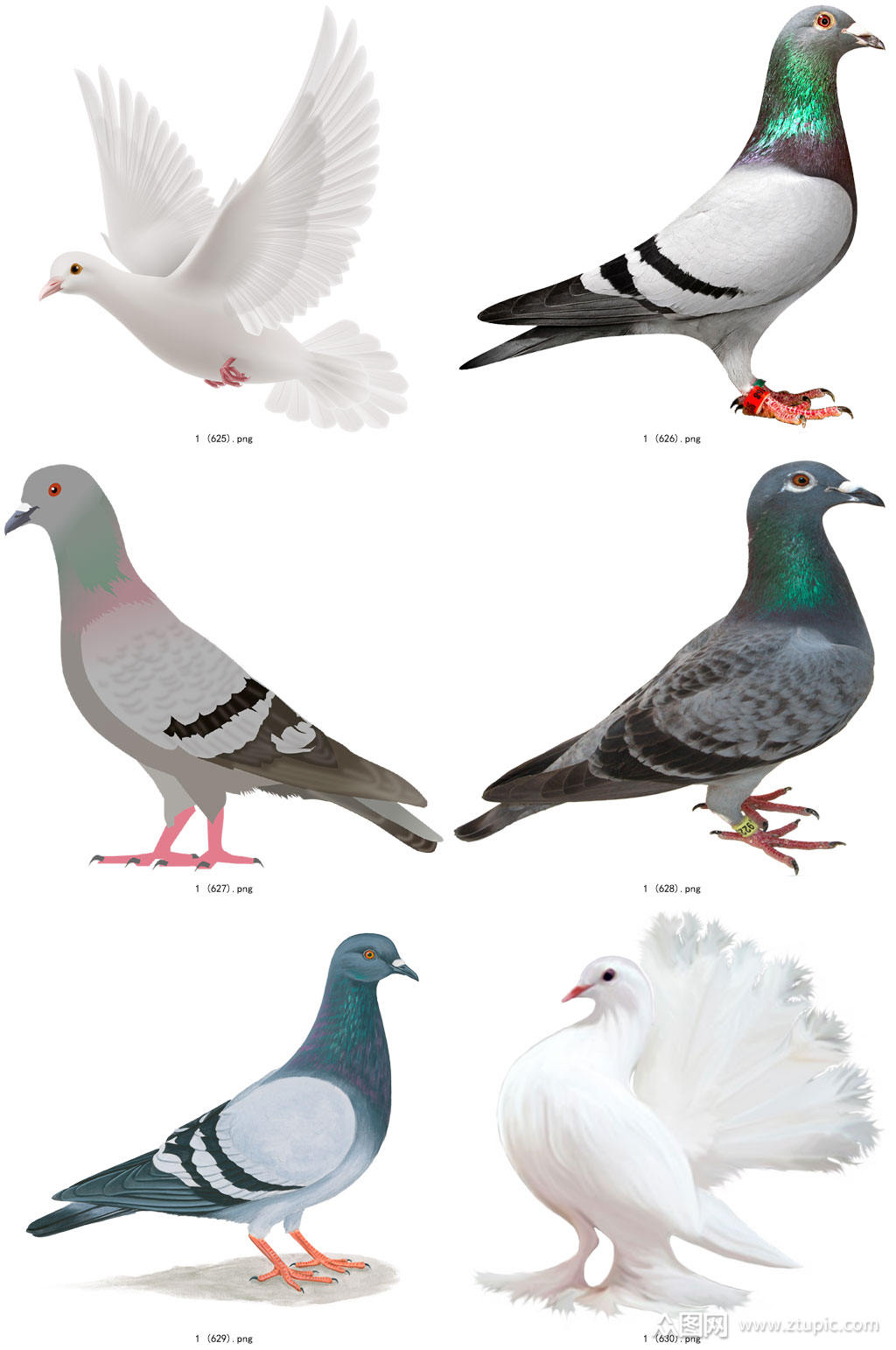 彩色精美动物鸽子创意设计元素素材