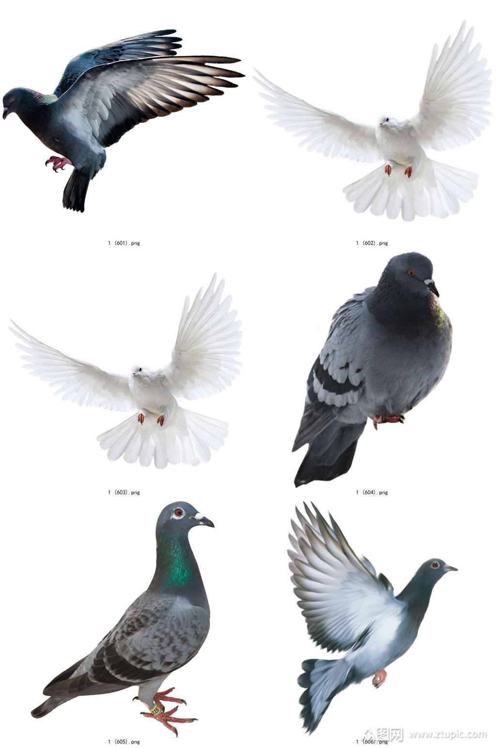 彩色精美动物鸽子创意设计元素素材