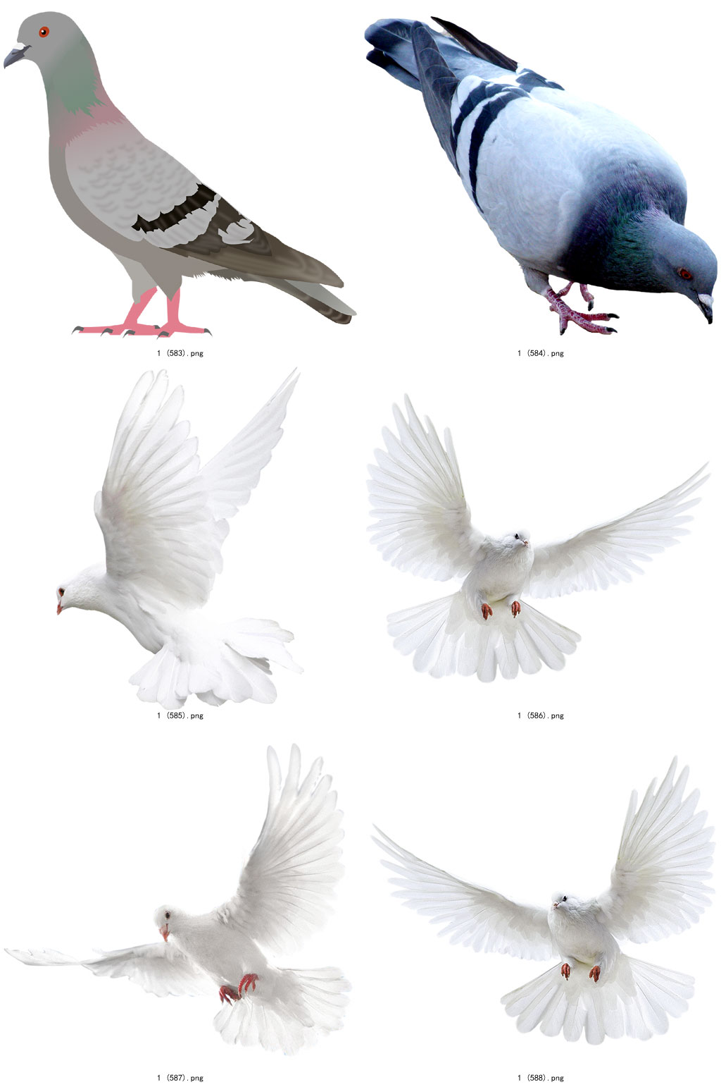 彩色精美动物鸽子创意设计元素素材