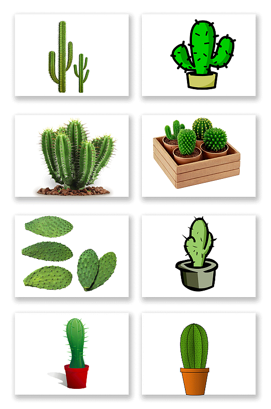 仙人掌png免扣素材