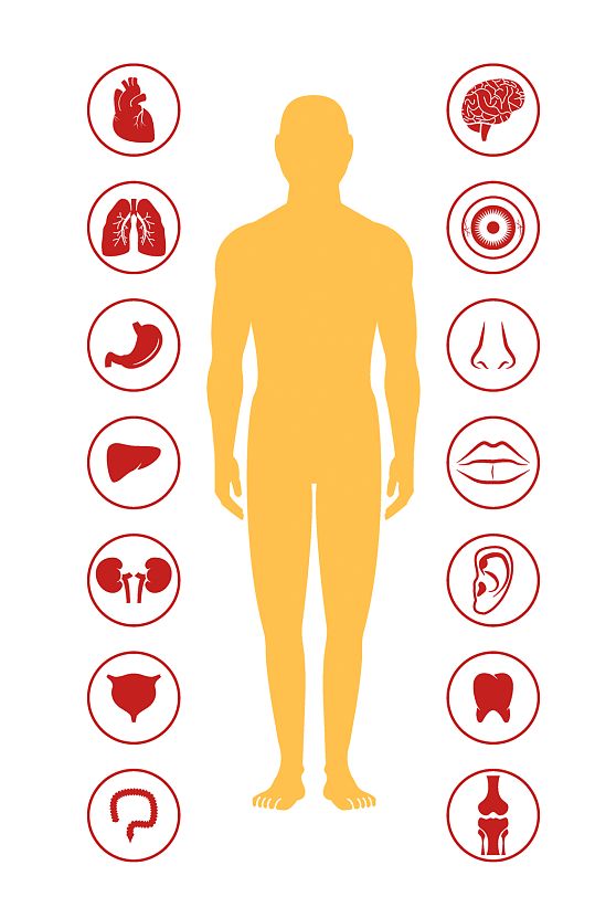 人体器官展示图片