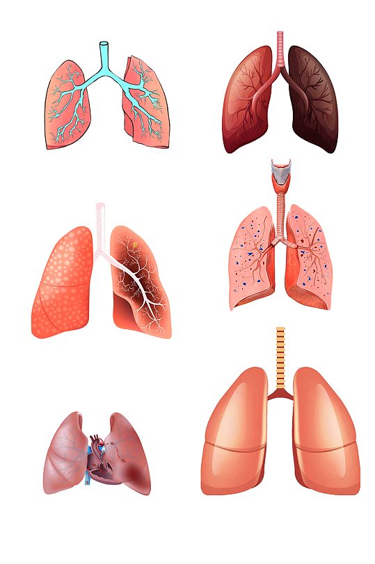 人体器官肺部展示图-众图网