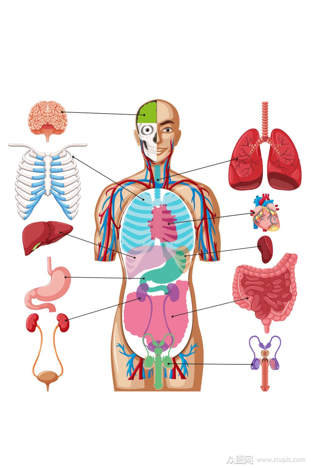 人体器官男性器官展示图