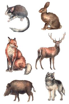 手绘水彩森林动物野猪兔子狼狐狸鹿免抠素材