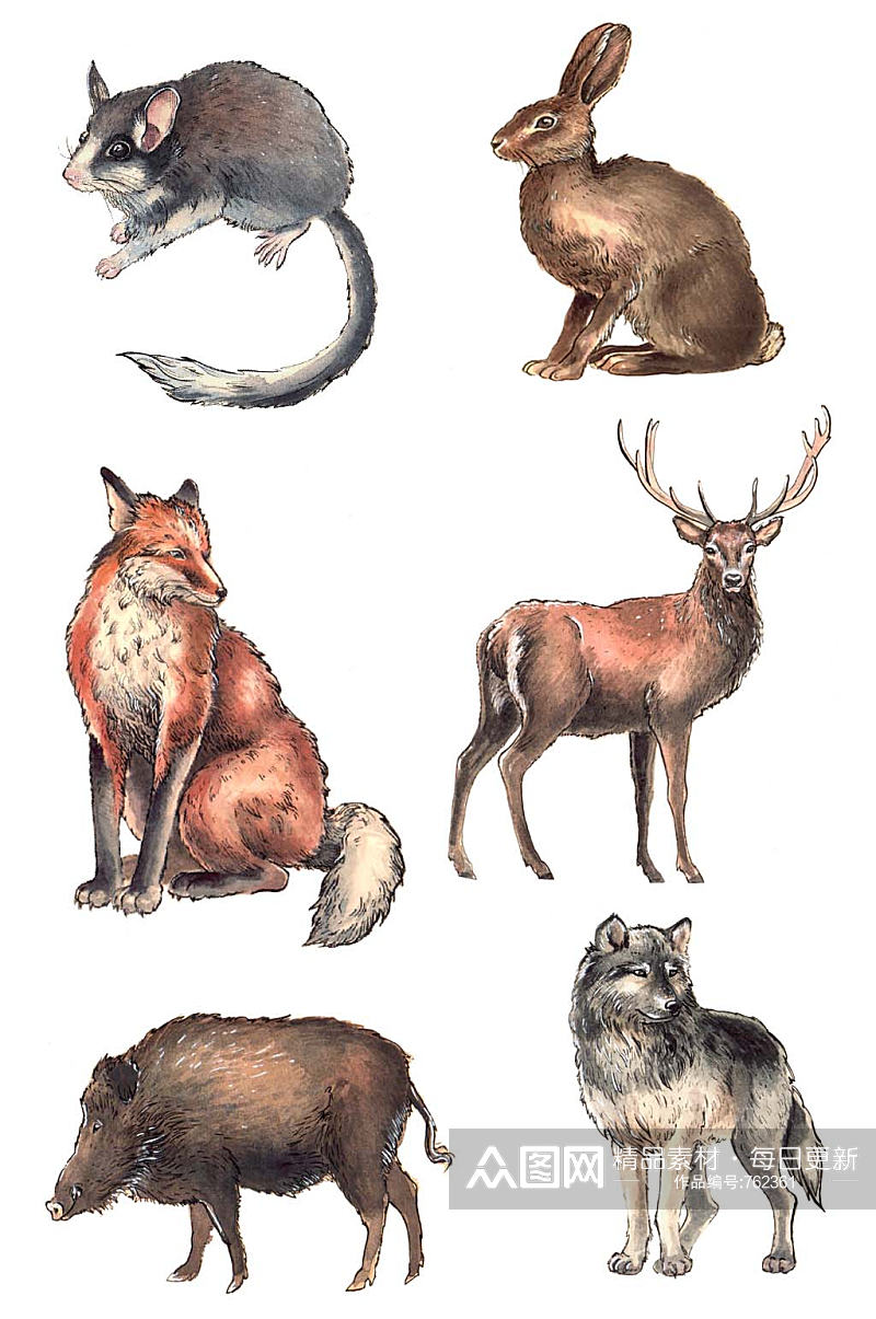手绘水彩森林动物野猪兔子狼狐狸鹿免抠素材素材
